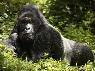 the emotional side of gorilla trekking