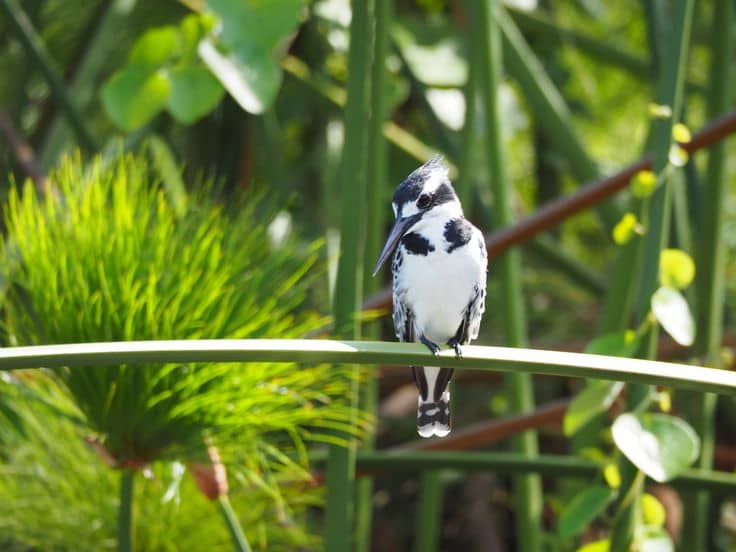 Gorilla Trekking and Bird Watching Safaris in Uganda