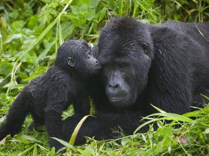 IMG-20250625-WA0042 Gorilla Trekking for Seniors: Tips for Older Travelers
