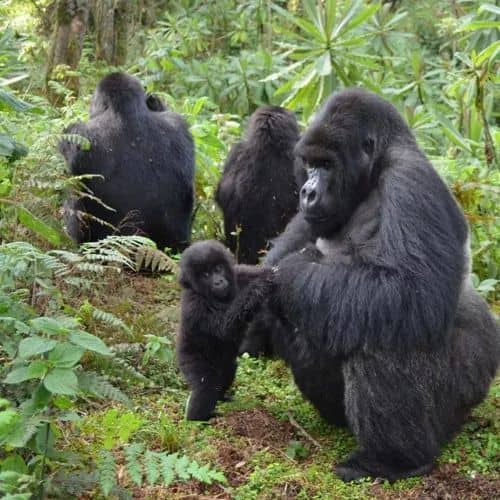 IMG-20250625-WA0045 Behind the Scenes: Organizing Gorilla Trekking Tours