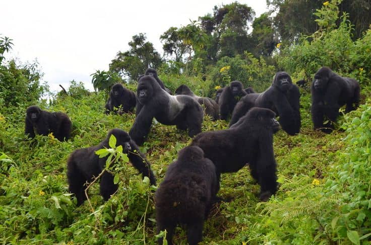 Behind the Scenes: Organizing Gorilla Trekking Tours