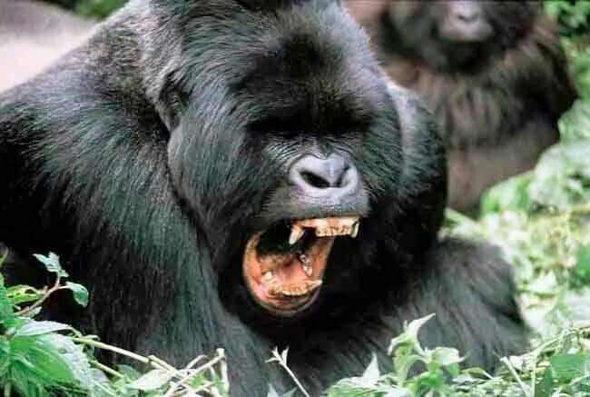 IMG-20250625-WA0051 Gorilla Trekking in Uganda: Top Travel Tips
