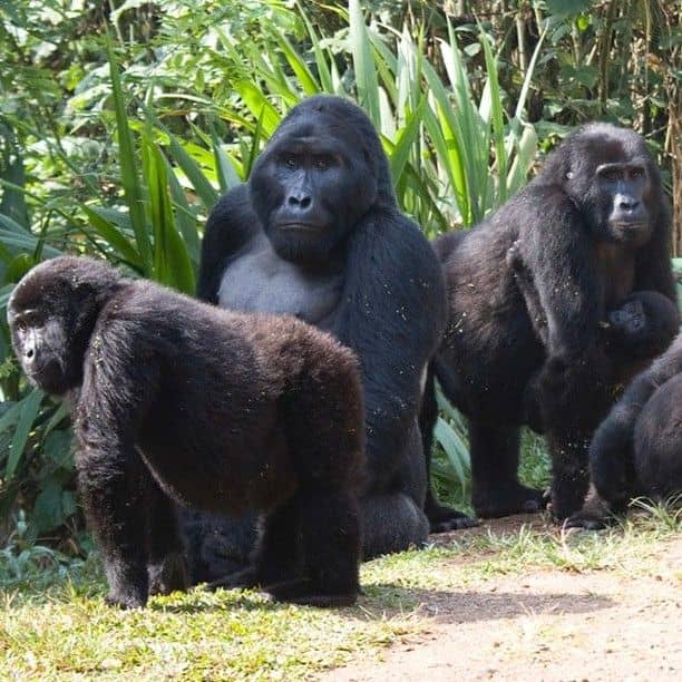 IMG-20250626-WA0042 The History of Gorilla Trekking in Rwanda