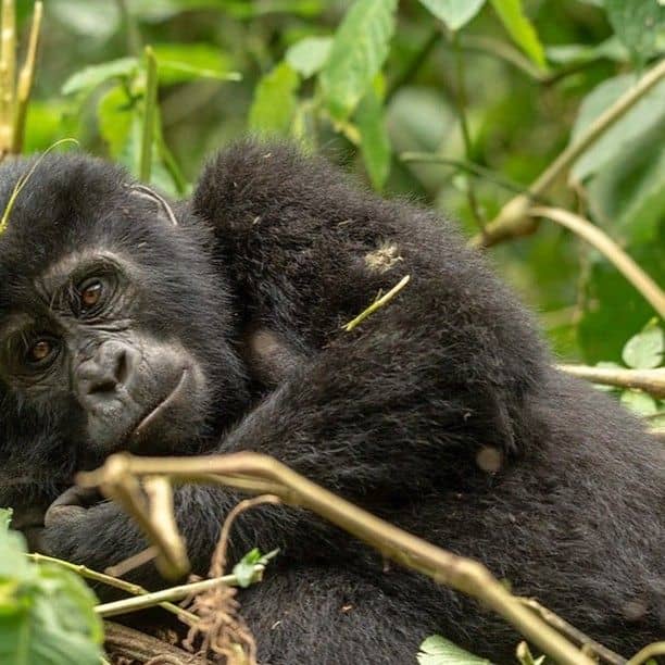 The History of Gorilla Trekking in Rwanda