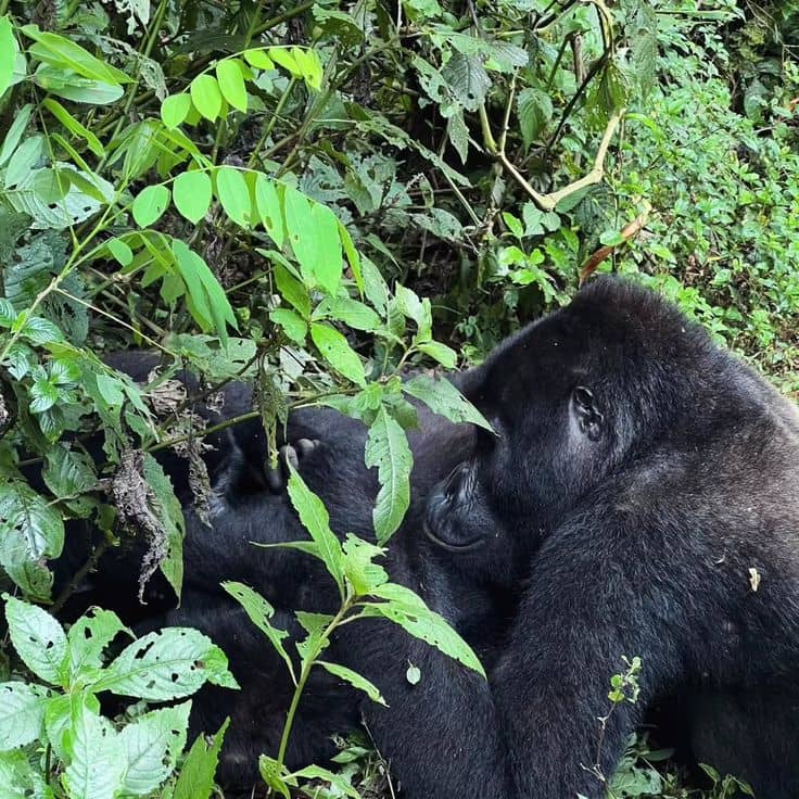Uganda's Gorilla Trekking Rules and Regulations