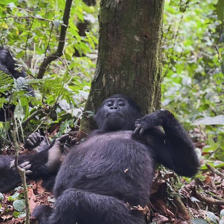 Gorilla Trekking Travel Insurance: What to Know
