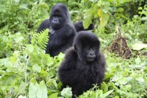 Unique Gorilla Trekking Experiences You Can Try