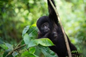Unique Gorilla Trekking Experiences You Can Try