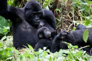 Unique Gorilla Trekking Experiences You Can Try