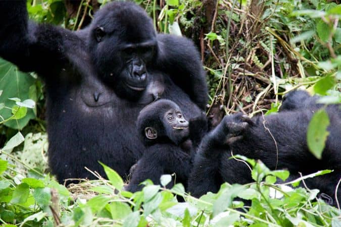what you learn on a gorilla trekking safari