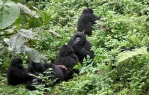 Unique Gorilla Trekking Experiences You Can Try