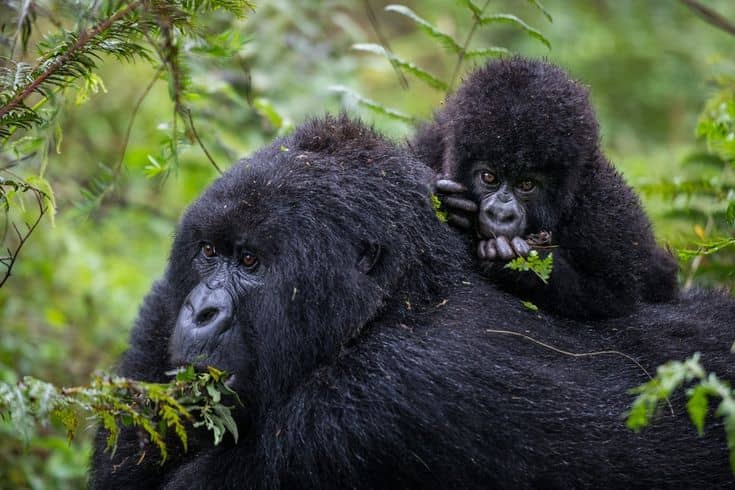  Why Rwanda Raised Its Gorilla Trekking Prices