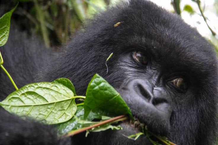 IMG-20250626-WA0076(1) Why Rwanda Raised Its Gorilla Trekking Prices