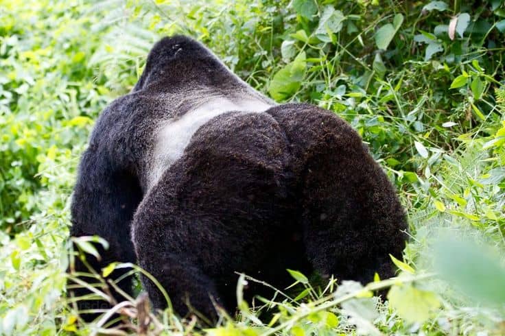 how to get to Bwindi for gorilla trekking