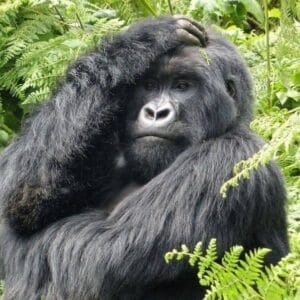 gorilla trekking in Uganda for honeymooners