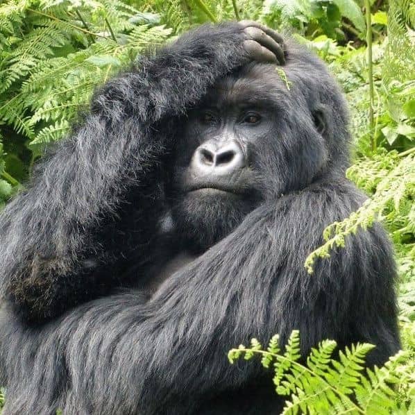 Self-Drive Gorilla Trekking in Uganda: What to Expect