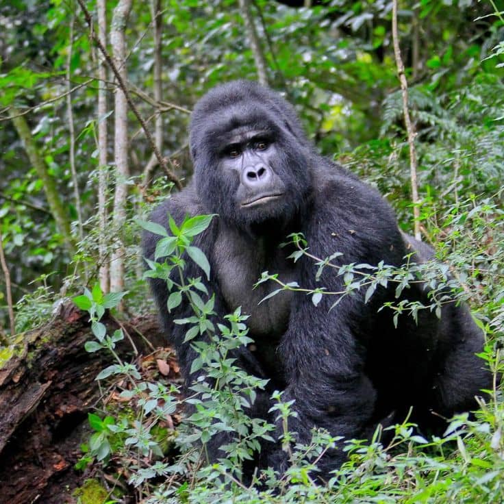 Gorilla Trekking for Eco-Conscious Travelers