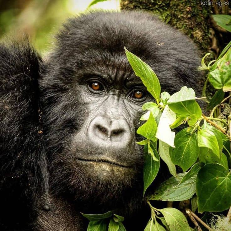 IMG-20250627-WA0043 Gorilla Trekking for Eco-Conscious Travelers