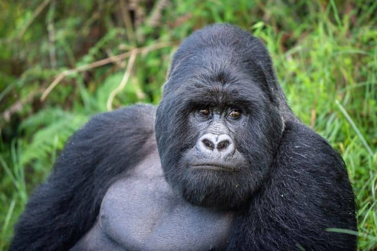 IMG-20250627-WA0044 Uganda Gorilla Trekking: Which Sector Should You Choose?