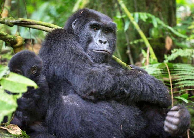 IMG-20250627-WA0045 Gorilla Trekking with a Private Guide in Rwanda