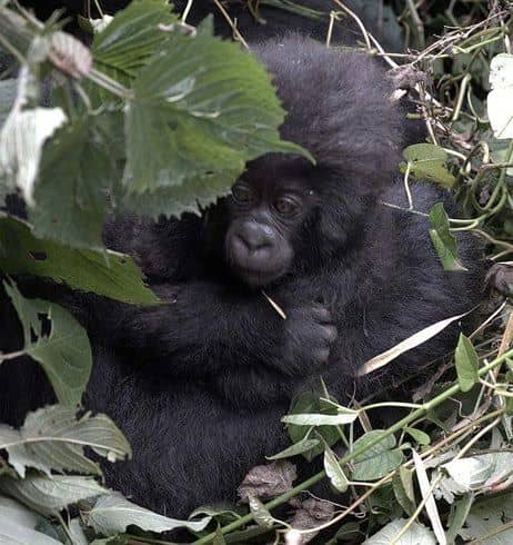 IMG-20250627-WA0050 The Best Photography Gear for Gorilla Trekking