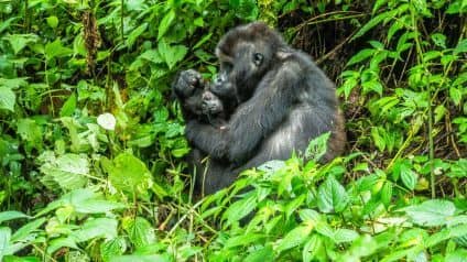 IMG-20250627-WA0056 Gorilla Trekking Tips for Luxury Travelers