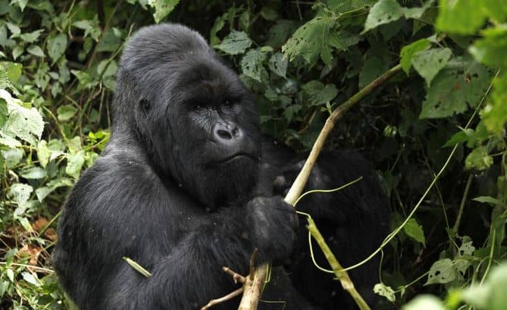 IMG-20250630-WA0067 Group Tours vs Private Gorilla Trekking Safaris