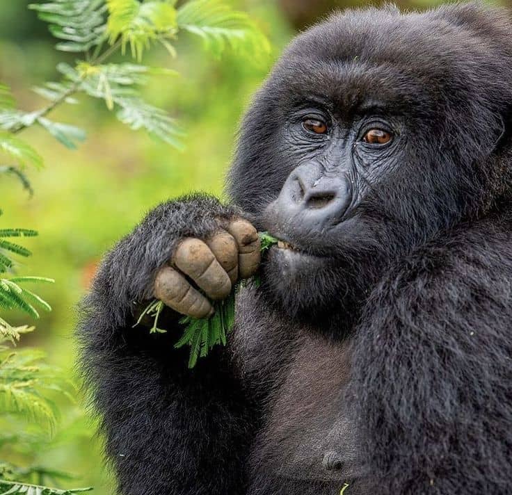 IMG-20250630-WA0075 Gorilla Trekking in Uganda with Voyage Blanquees