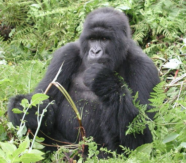IMG-20250630-WA0085 Our Most Popular Gorilla Trekking Packages