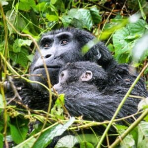 gorilla trekking in Uganda for honeymooners
