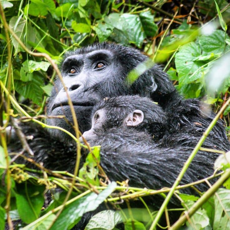 Sustainable Gorilla Trekking in Uganda