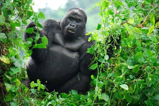 IMG-20250701-WA0027 Day-by-Day Gorilla Trekking Safari Itinerary