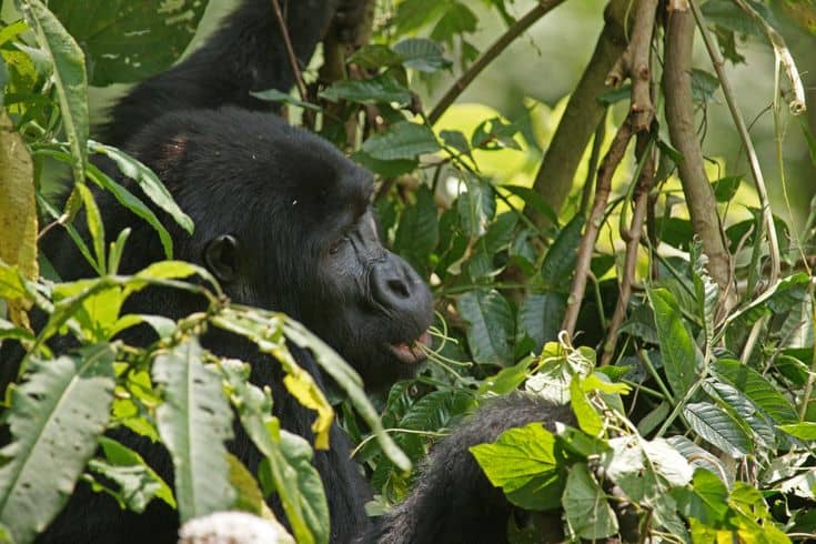 IMG-20250704-WA0078 Uganda gorilla trekking: tips for avoiding crowds