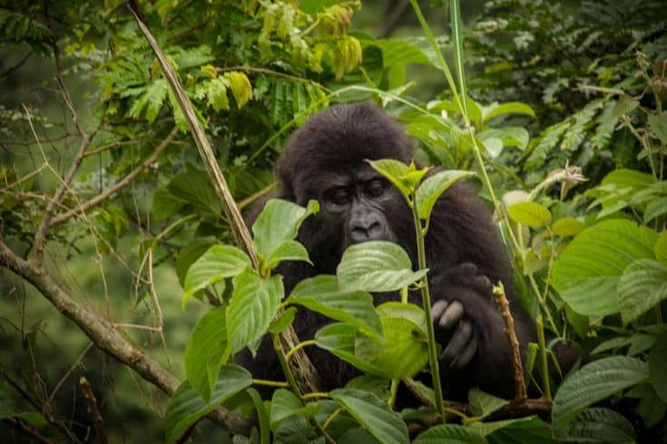 IMG-20250704-WA0080(1) gorilla trekking in Uganda for honeymooners