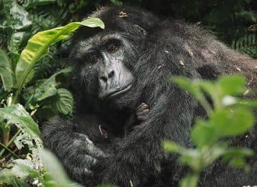 IMG-20250704-WA0083 what you learn on a gorilla trekking safari