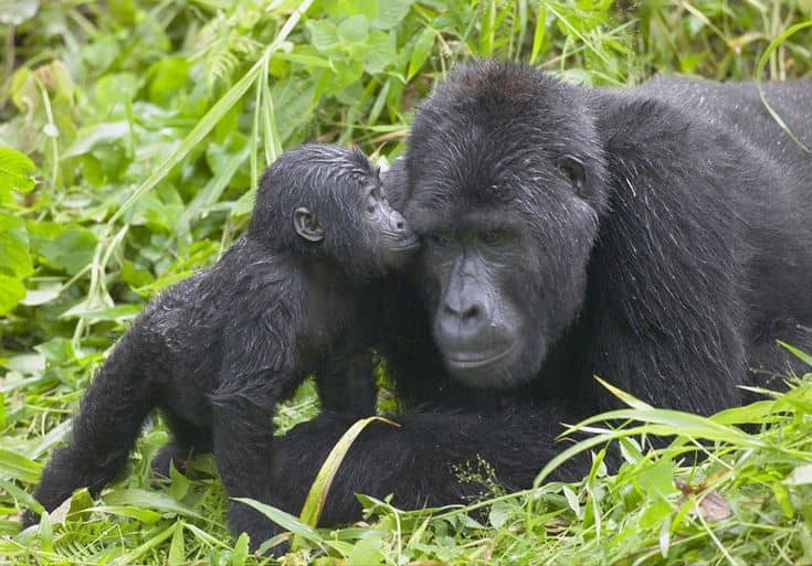 IMG-20250707-WA0114 How long does gorilla trekking take?