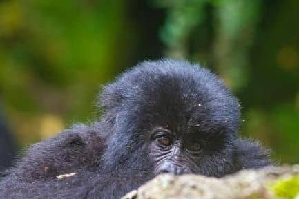 IMG-20250707-WA0116 Gorilla Trekking: A Spiritual Encounter with Nature
