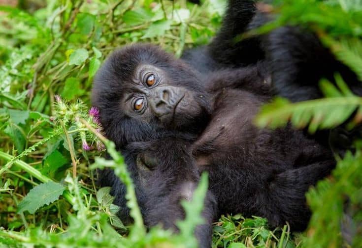 IMG-20250707-WA0128 Why We Love Gorilla Trekking in Uganda