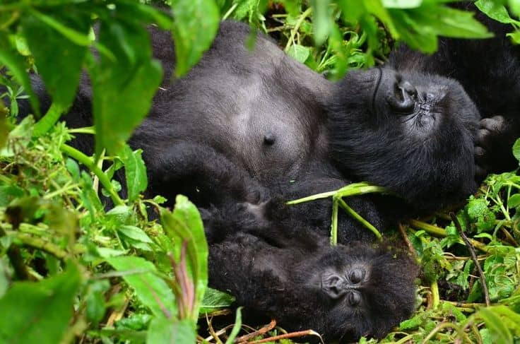 IMG-20250707-WA0129 Gorilla Trekking and Batwa Cultural Tours