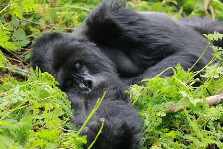IMG-20250707-WA0130 Gorilla Trekking with Drone Photography (Rules + Tips)