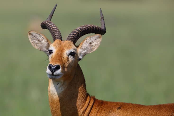 Photography Tips for Capturing Wildlife in Uganda