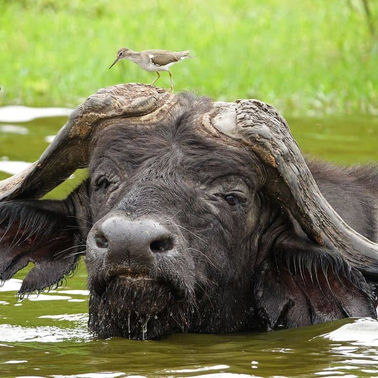 Why Uganda is a Top Choice for Honeymoon Safaris