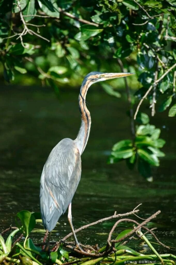 Birding Safaris in Uganda: Best Times and Locations