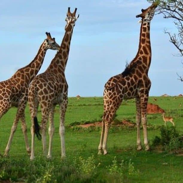 Uganda for Solo Travelers: Tips and Safe Places
