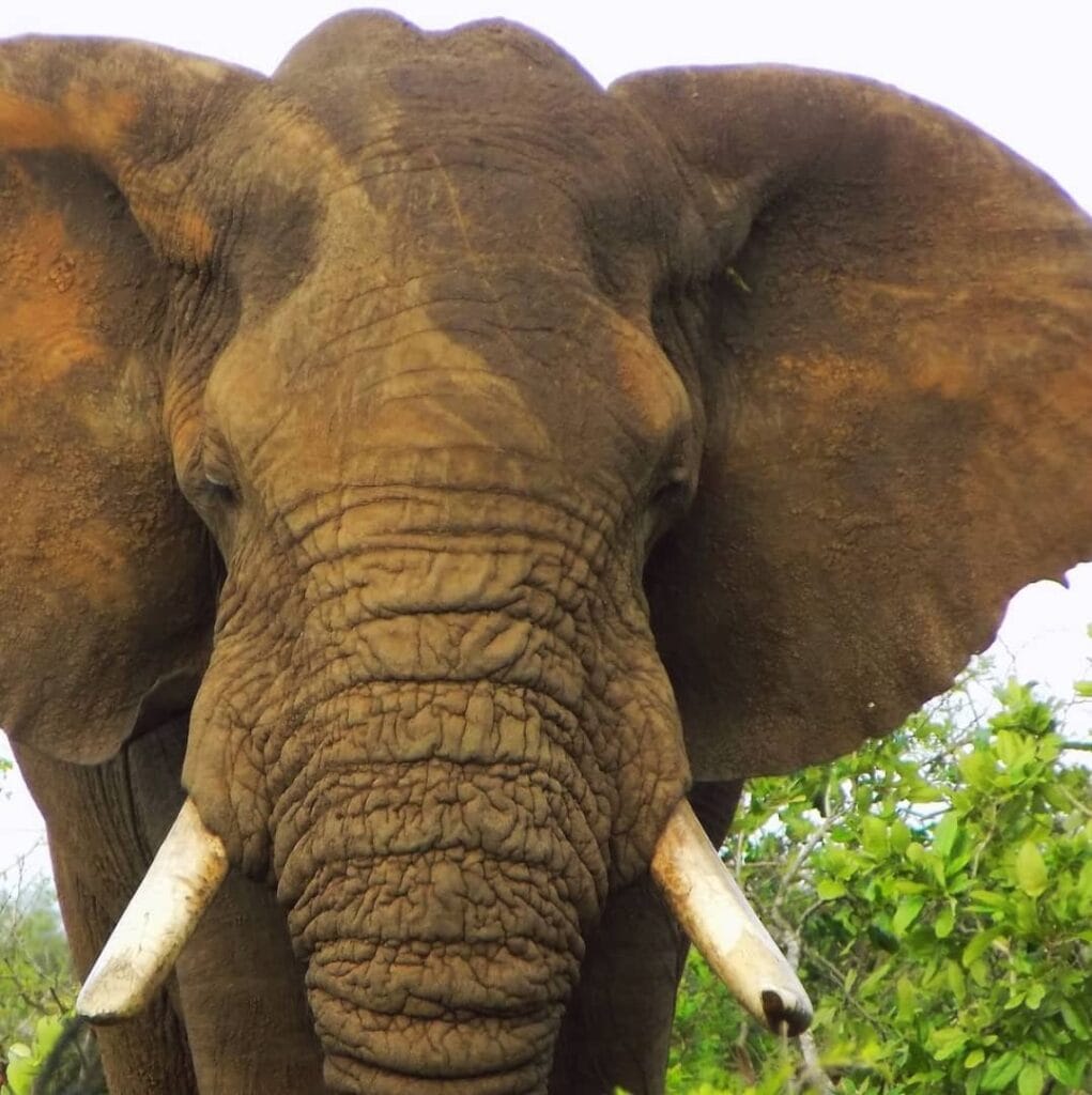 budget safari Uganda 