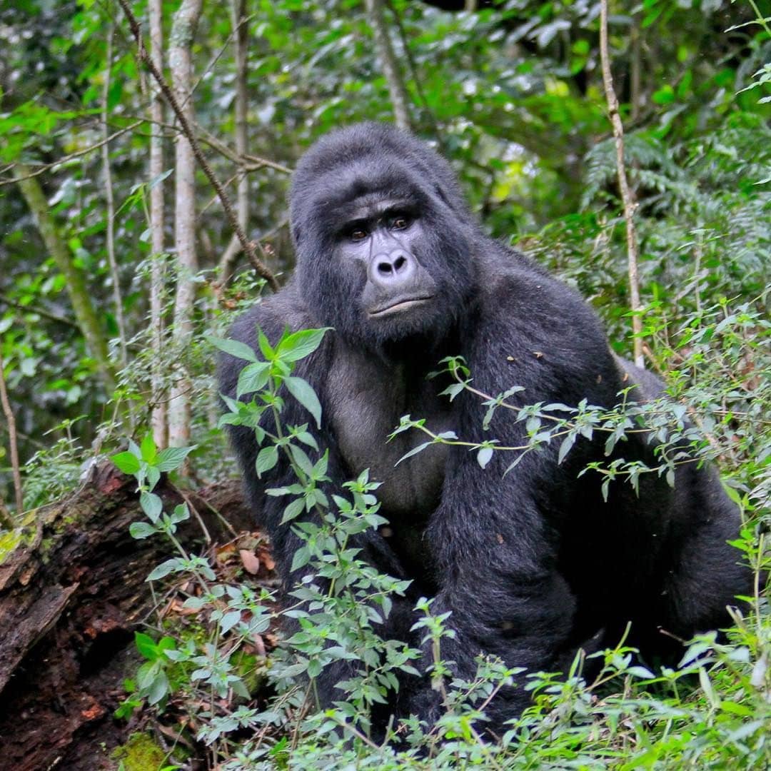 IMG-20250714-WA0131 affordable gorilla trekking Uganda