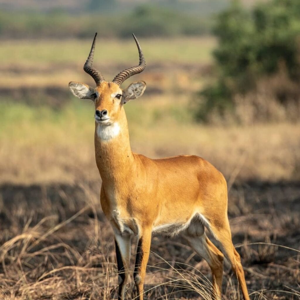 Uganda safari on a budget