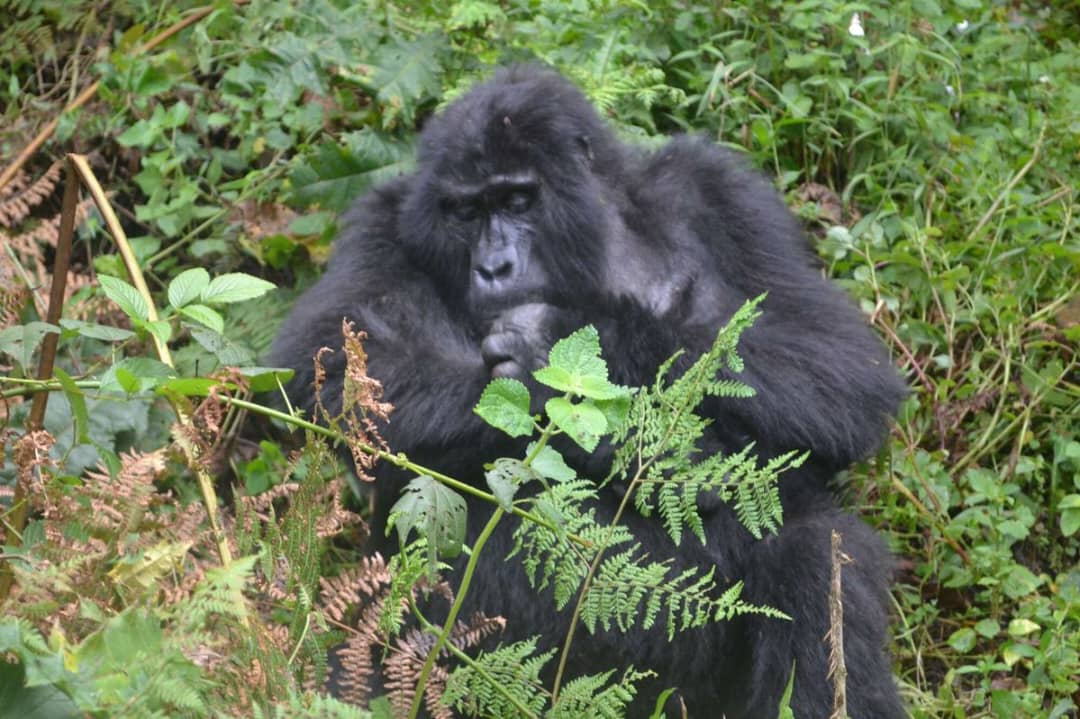 IMG-20250714-WA0136 gorilla trekking Uganda budget