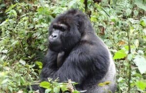  Uganda wildlife safaris low cost