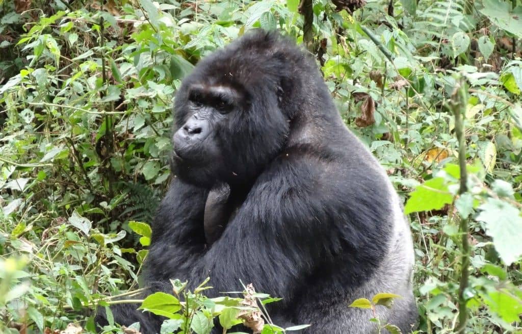  gorilla trekking Uganda budget 